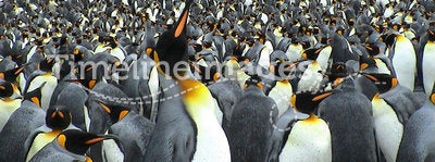 Colony of kings penguins