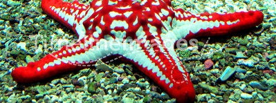Red star fish