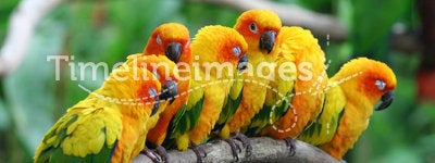 Little Parrots.