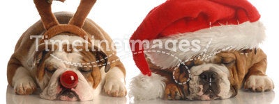 Dog santa and rudolph