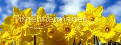 Yellow daffodils and sky