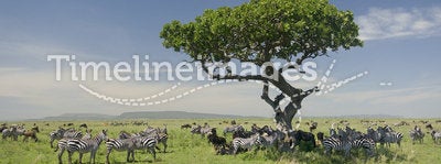 Herd of zebra in the Serengeti