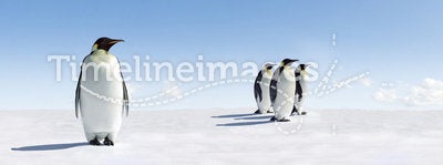 Emperor penguins on ice