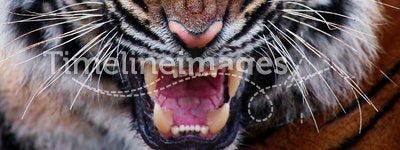 Close up of a tiger's face with bare teeth