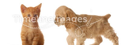 Puppy and kitten with food