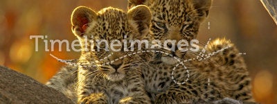 Two Leopard cubs
