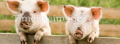 Two pigs