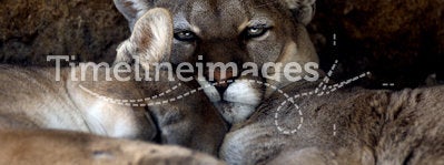 Animal - Cougar (Puma concolor stayleyanan)