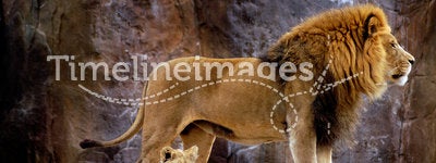 Animal - African Lion (Panthera leo krugeri)