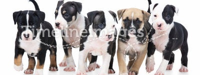 Row of cute little puppies playing on white