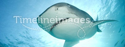 Tiger Shark from Above