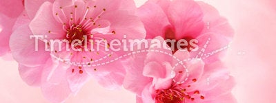 Spring cherry blossoms on pink background