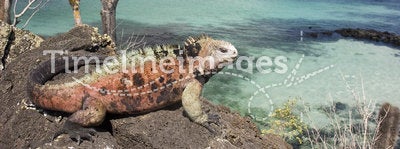 Iguana on Floriana island