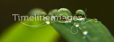 Dew drops in focus