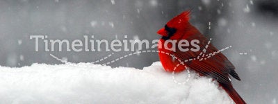 Cardinal in Snow