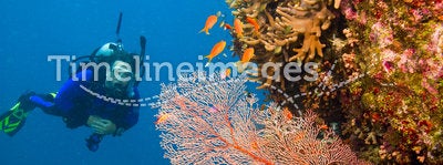 Female scuba diver viewing gorgonian sea fan