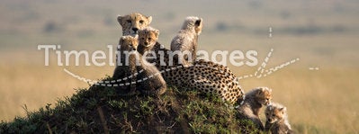 Cheetah with 5 cubs
