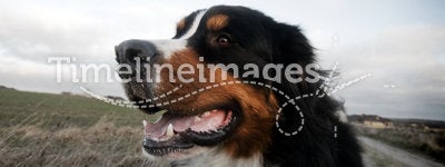Cute happy dog portait. Bernese mountain dog