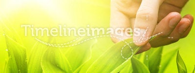 Hand touching green grass