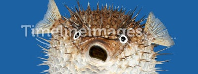 Blow fish frontal view