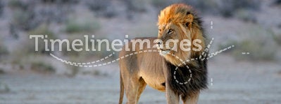 African lion, Kalahari, South Africa