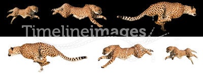 Running cheetah sequences