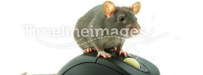 Rat on computer mouse