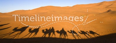 Caravan in the Sahara desert