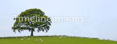 Oak Tree Landscape