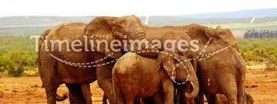 Elephant group hug