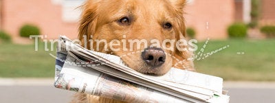 Dog Fetching the News Paper