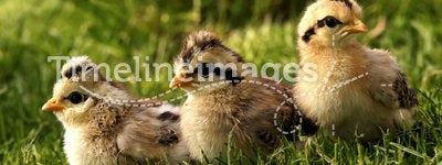 Baby birds-quail.