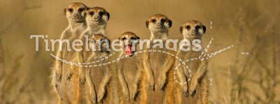 Meerkat (suricate) family, Kalahari, South Africa