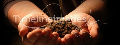 Hands Holding Seedling