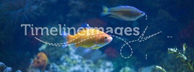Tropical Fish in an Aquarium