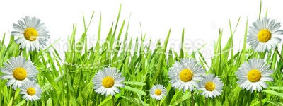 Grass with white daisies against white