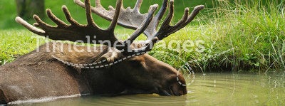 Moose resting in pond
