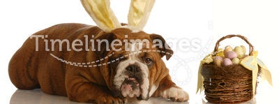 Bulldog dressed as easter bunny