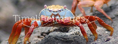 Sally Lightfoot Lava Crab