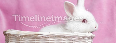 Sweet white baby rabbit