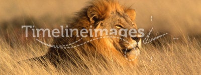 African lion, Etosha Park, Namibia