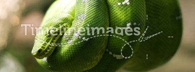 Emerald boa snake