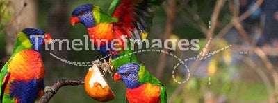 Colorful birds fighting for food