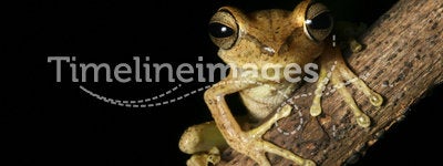 tree frog tropical rain forest amazon night