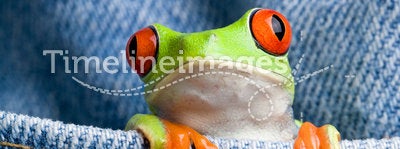 Frog in a pocket