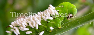 Tomato Hornworm with Wasp Eggs