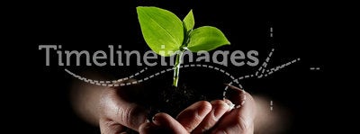 Hands holding young plant