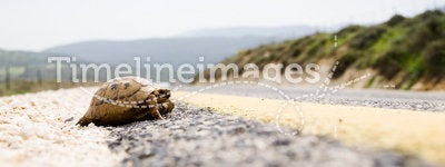 Tortoise On The Road