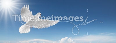 White dove in the sky
