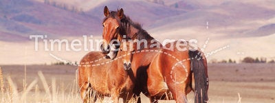 Horse with foal in mountain valley